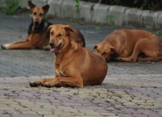 Street Dog Attack in Kozhikode And 36 Were Injured
