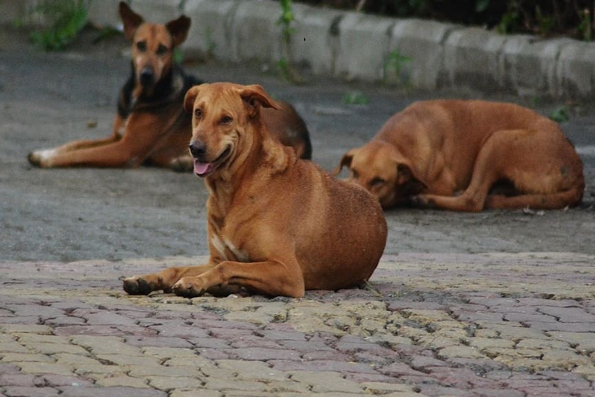 Street Dog Attack in Kozhikode And 36 Were Injured Street Dog Attack in Kozhikode And 36 Were Injured