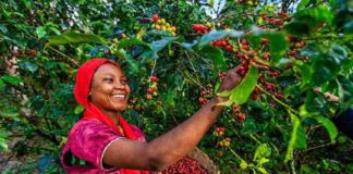 വയനാട് പാക്കേജ്; ജില്ലയിൽ ഇതുവരെ 310 ടൺ കാപ്പി സംഭരിച്ചു Wayanad package