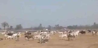 UP Farmers Release Stray Cattle Near Yogi Adityanath's Rally Venue