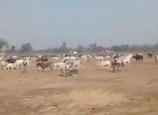 UP Farmers Release Stray Cattle Near Yogi Adityanath's Rally Venue