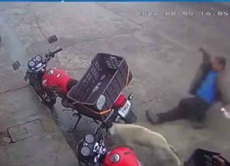 നായയെ അകാരണമായി ചവിട്ടാൻ ശ്രമിച്ച യുവാവ് മലർന്നടിച്ചു വീണു; വീഡിയോ വൈറൽ The young man, who tried to kick the dog, fell to the ground; Video goes viral