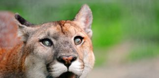 പട്ടാപ്പകൽ കറങ്ങാനിറങ്ങി പോലീസ് പൊക്കി; പ്രതിയെ കണ്ട് പൊട്ടിച്ചിരിച്ച് ആളുകൾ cougar handcuffed by police