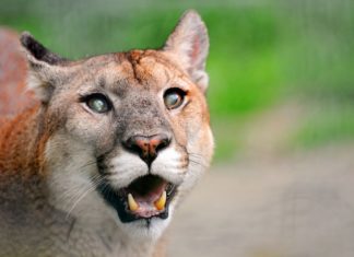 പട്ടാപ്പകൽ കറങ്ങാനിറങ്ങി പോലീസ് പൊക്കി; പ്രതിയെ കണ്ട് പൊട്ടിച്ചിരിച്ച് ആളുകൾ cougar handcuffed by police