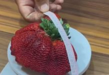 World's Heaviest Strawberry Sets Guinness World