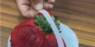 World's Heaviest Strawberry Sets Guinness World