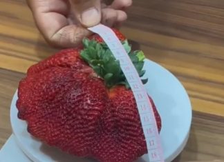 World's Heaviest Strawberry Sets Guinness World