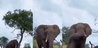 ചൊറിച്ചിൽ വന്നാൽ പിന്നെ ചൊറിഞ്ഞല്ലേ പറ്റൂ; എന്നാലും ഇത്രയും വേണ്ടിയിരുന്നില്ല… Viral video of an Elephant