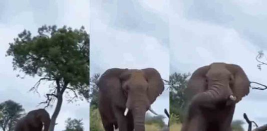 Viral video of an Elephant