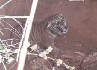 tiger cub rescued after falling into pit in Bathery