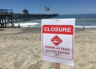 Shark Attack In Sydney Beaches And One Were Died