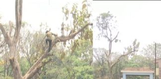 trees looted from Kasargod General Hospital