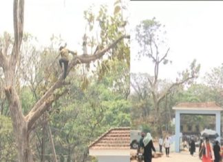 trees looted from Kasargod General Hospital