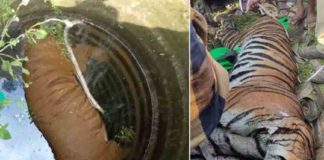 เดเดฟเดฃเดฑเตเดฑเดฟเตฝ เดเดคเตเดค เดจเดฟเดฒเดฏเดฟเตฝ เดเดพเดฃเดชเตเดชเตเดเตเด เดเดเตเดตเดฏเตเดเต เดตเดพเดฏเดฟเตฝ เดฎเตเดณเตเดณเตปเดชเดจเตเดจเดฟเดฏเตเดเต เดฎเตเดณเตเดณเตเดเตพ Hedgehog thorns in the mouth of a tiger found dead in a well