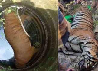 เดเดฟเดฃเดฑเตเดฑเดฟเตฝ เดเดคเตเดค เดจเดฟเดฒเดฏเดฟเตฝ เดเดพเดฃเดชเตเดชเตเดเตเด เดเดเตเดตเดฏเตเดเต เดตเดพเดฏเดฟเตฝ เดฎเตเดณเตเดณเตปเดชเดจเตเดจเดฟเดฏเตเดเต เดฎเตเดณเตเดณเตเดเตพ Hedgehog thorns in the mouth of a tiger found dead in a well