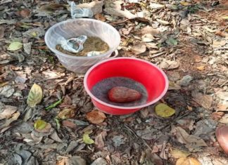 തലശേരിയിൽ ബോംബുകൾ ഉപേക്ഷിക്കപ്പെട്ട നിലയിൽ; അന്വേഷണം ആരംഭിച്ചു Bomb Found In Thalassery In Kannur