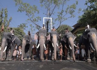 നിയന്ത്രണങ്ങളോടെ ആനയോട്ട മൽസരം; ഒന്നാമതെത്തി രവികൃഷ്ണൻ Anayottam At Guruvayur Temple In Covid Situation
