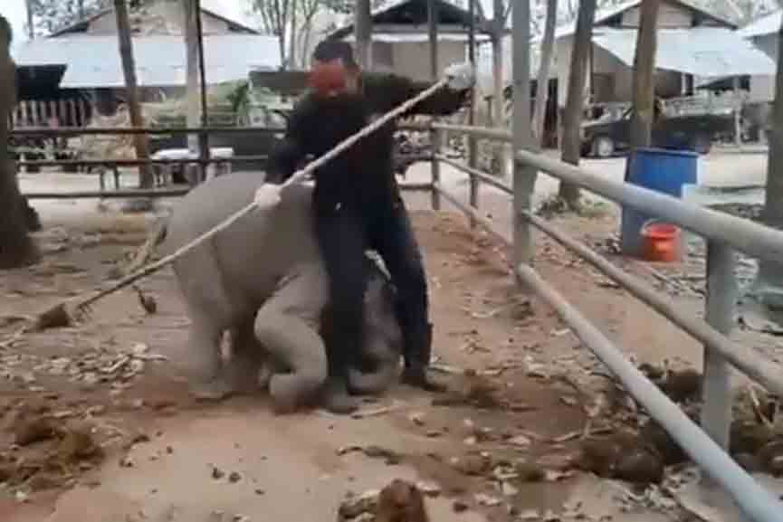 An elephant playing with a young man who came to clean; Video goes viral