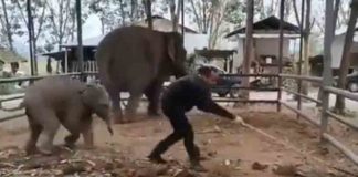 വൃത്തിയാക്കാൻ എത്തിയ യുവാവുമായി കളിക്കുന്ന ആനക്കുട്ടി; വീഡിയോ വൈറൽ An elephant playing with a young man who came to clean; Video goes viral