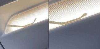 വിമാനത്തിൽ പാമ്പിന്റെ സൗജന്യ യാത്ര, പേടിച്ച് വിറച്ച് യാത്രക്കാർ; വീഡിയോ