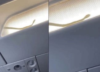 വിമാനത്തിൽ പാമ്പിന്റെ സൗജന്യ യാത്ര, പേടിച്ച് വിറച്ച് യാത്രക്കാർ; വീഡിയോ