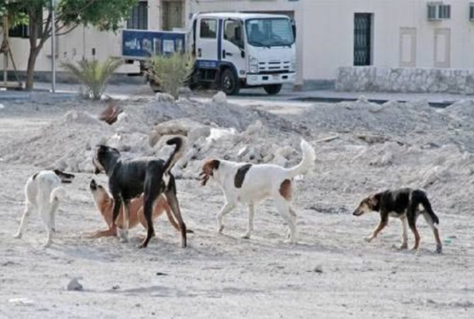 തെരുവുനായ നിയന്ത്രണം; നടപടി പുരോഗമിക്കുന്നതായി അധികൃതർ