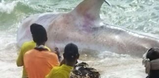 തുമ്പ കടപ്പുറത്ത് അടിഞ്ഞ കൂറ്റന് സ്രാവ് ചത്തു