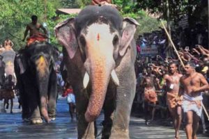 Three elephants allowed for Guruvayur elephant race