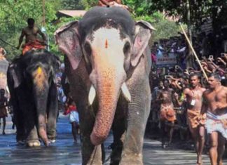 ഗുരുവായൂർ ആനയോട്ടത്തിന് മൂന്ന് ആനകൾക്ക് അനുമതി Three elephants allowed for Guruvayur elephant race