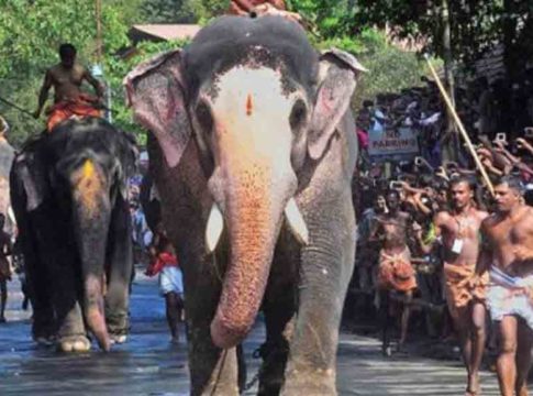 ഗുരുവായൂർ ആനയോട്ടത്തിന് മൂന്ന് ആനകൾക്ക് അനുമതി Three elephants allowed for Guruvayur elephant race