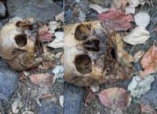 വടകരയിൽ ഒരുവർഷമായി ഒഴിച്ചിട്ട കടയ്ക്കുളളിൽ നിന്ന് തലയോട്ടി കണ്ടെത്തി skull found