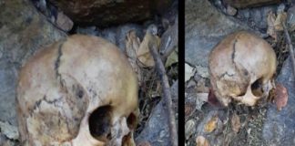 Human skull found at Chappakkad hill, Palakkad
