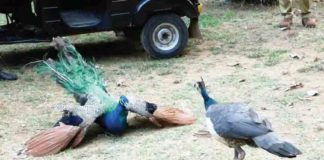 ‘പുനഃസമാഗമം’; മൂന്ന് ദിവസത്തിന് ശേഷം കൂട്ടുകാരനെ കണ്ട സന്തോഷത്തിൽ പെൺമയിൽ 'Reunion'; Three days later two-peacock-met each other again