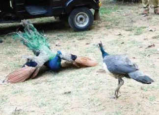 'Reunion'; Three days later two-peacock-met each other again