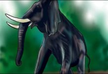 Wild Elephant Attack