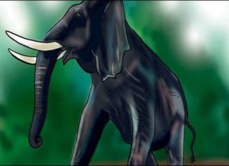 Wild Elephant Attack