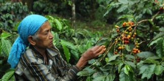 coffee-harvest-wayanad