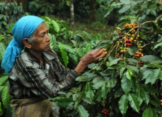 coffee-harvest-wayanad