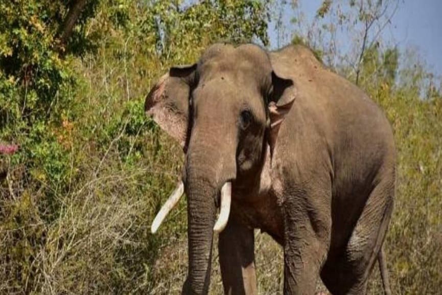 Protest In The Issue That 5 Year Old Girl Killed By Elephant In Thrissur Protest In The Issue That 5 Year Old Girl Killed By Elephant In Thrissur