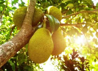 A family treated jackfruit tree as its roots fructured with jcb