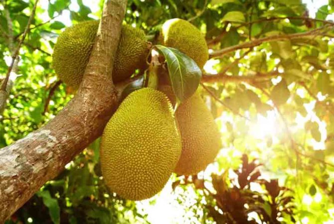 A family treated jackfruit tree as its roots fructured with jcb