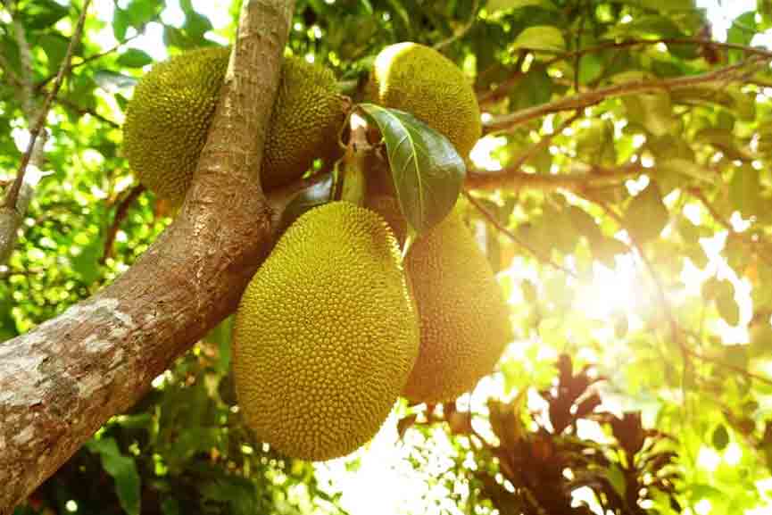 shubha-vartha A family treated jackfruit tree as its roots fructured with jcb