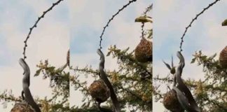 Snake to steal eggs from cage; Adventurously carved and chased motherhen