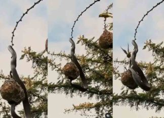 കൂട്ടിൽ നിന്ന് മുട്ട മോഷ്ടിക്കാൻ പാമ്പ്; സാഹസികമായി കൊത്തി തുരത്തി അമ്മക്കിളി Snake to steal eggs from cage; Adventurously carved and chased motherhen