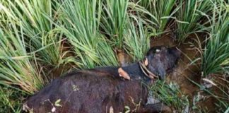 The body of the buffalo was dumped on the farm