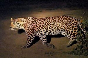 Leopard attack