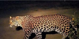 Leopard attack
