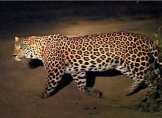 Leopard attack