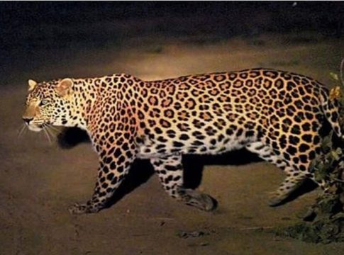 Leopard attack