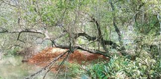 പുല്ലിപ്പുഴയോരത്തെ തണ്ണീർത്തടം നികത്താൻ ശ്രമം; പരിശോധനയില്ലെന്ന് ആരോപണം